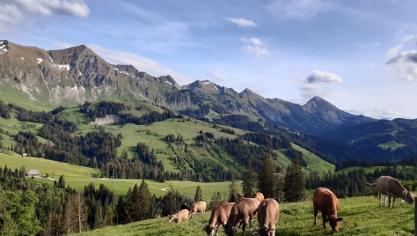 Aufzuchtvertrag