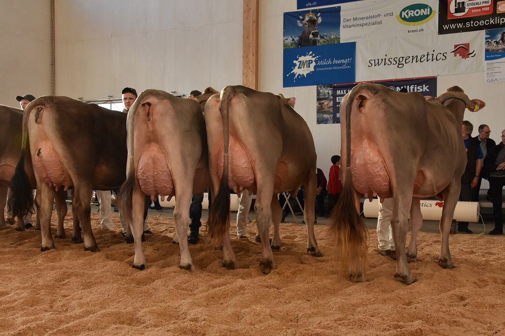 Schutzkonzept und Empfehlungen Zuchtverbände