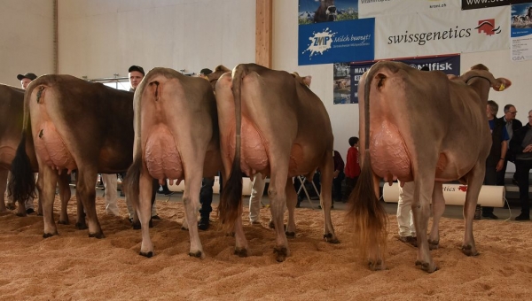 Schutzkonzept und Empfehlungen Zuchtverbände