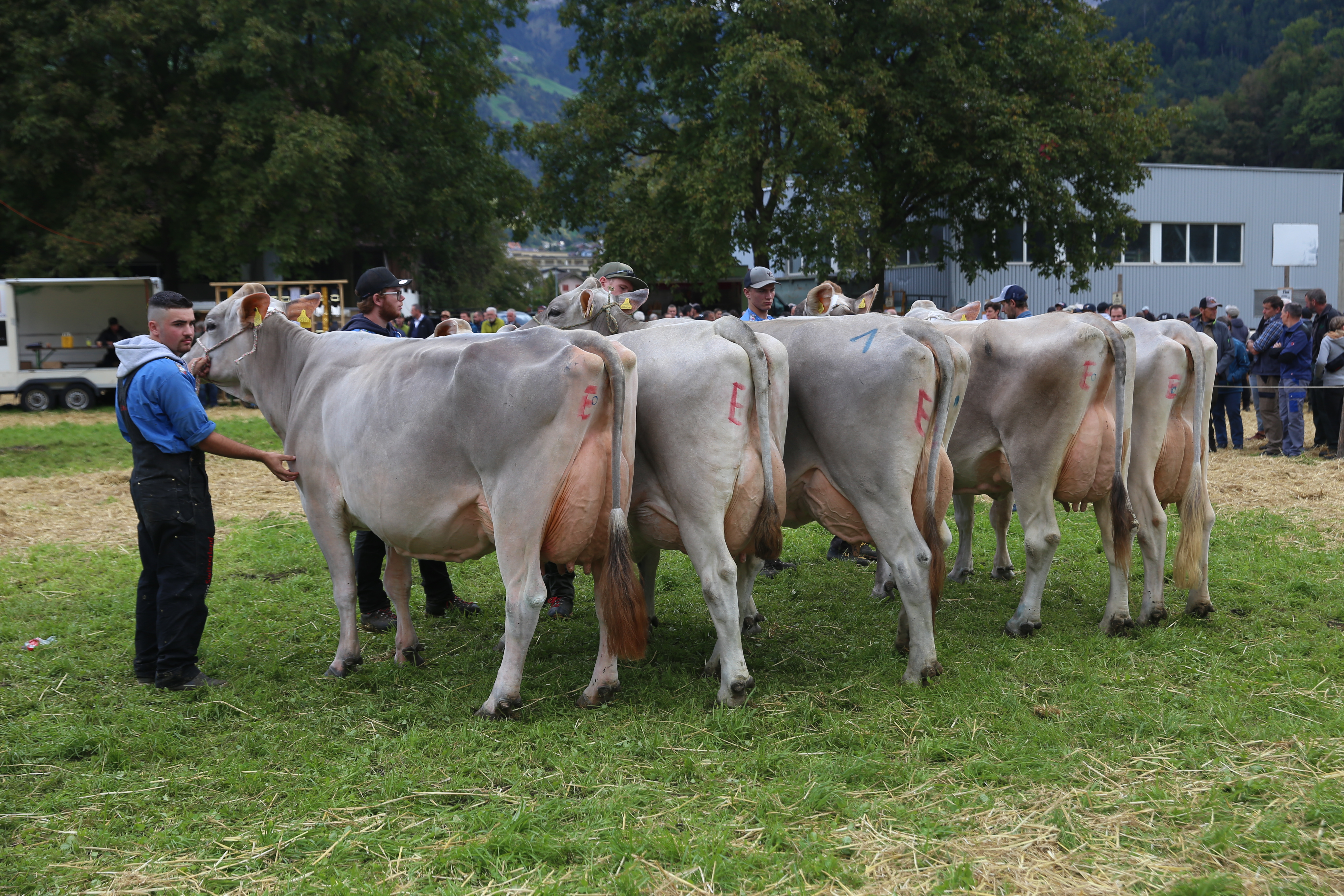 Viehschau Uri 2025