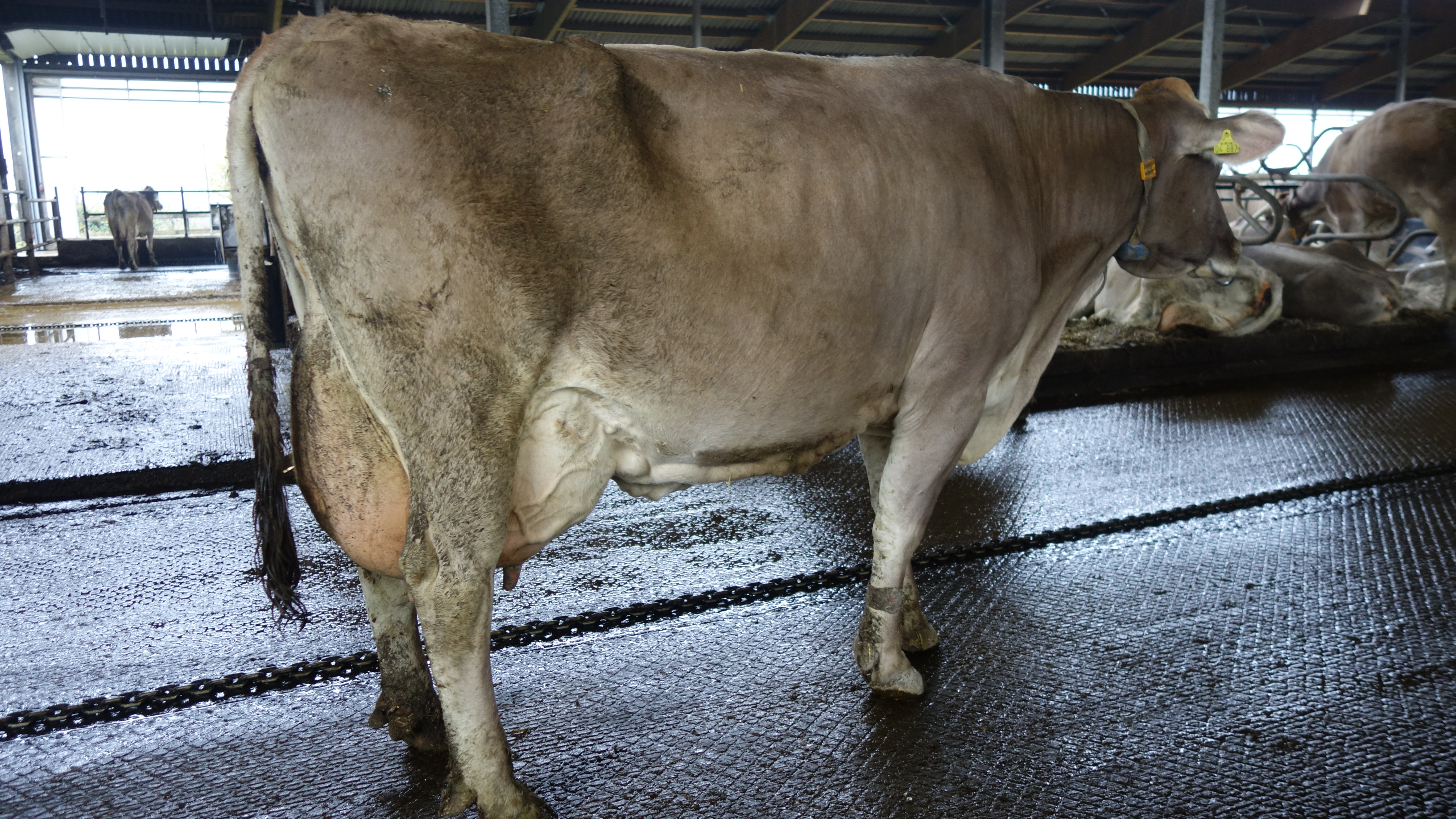 Reise Braunviehfreunde Zentralschweiz 2024