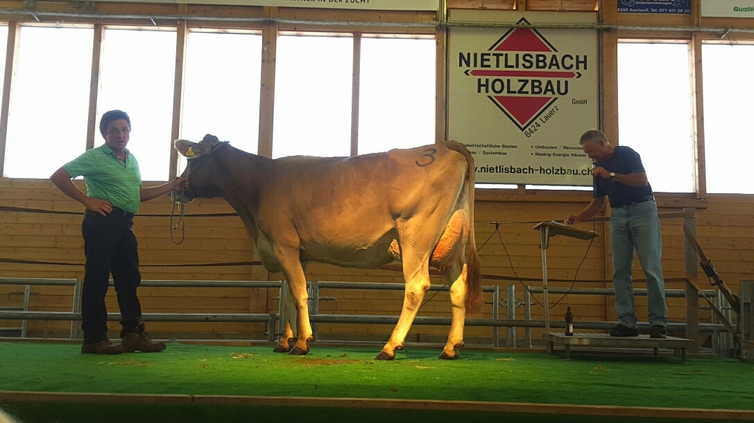 Auswertung Auktion Rothenthurm vom 22.08.2020