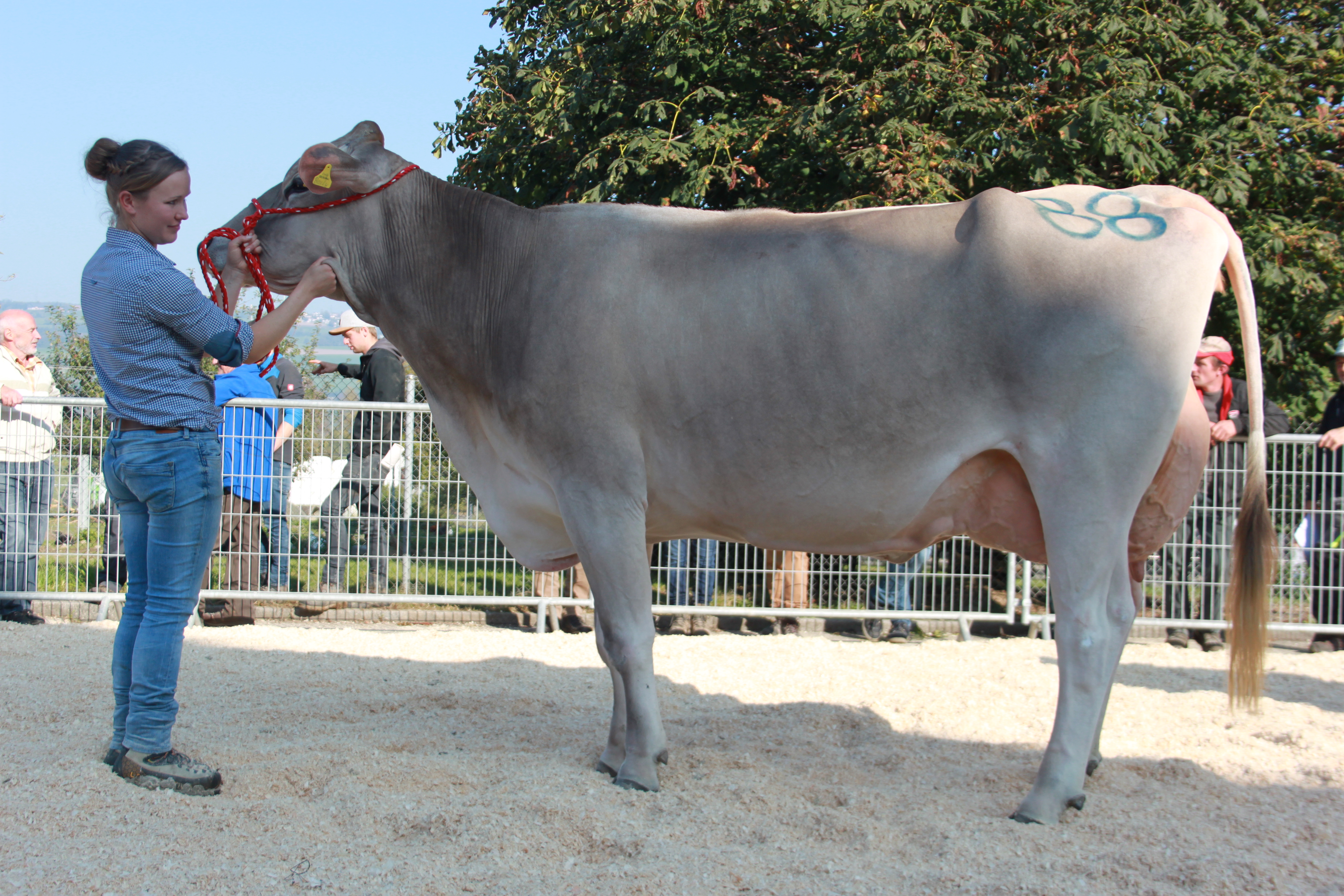 Viehschau VZG Nottwil und Umgebung 2021