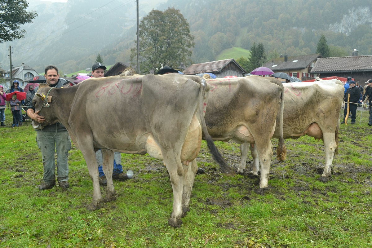 004Kühe in der 2. und 3. Laktation im Schöneuter Wettbewerb