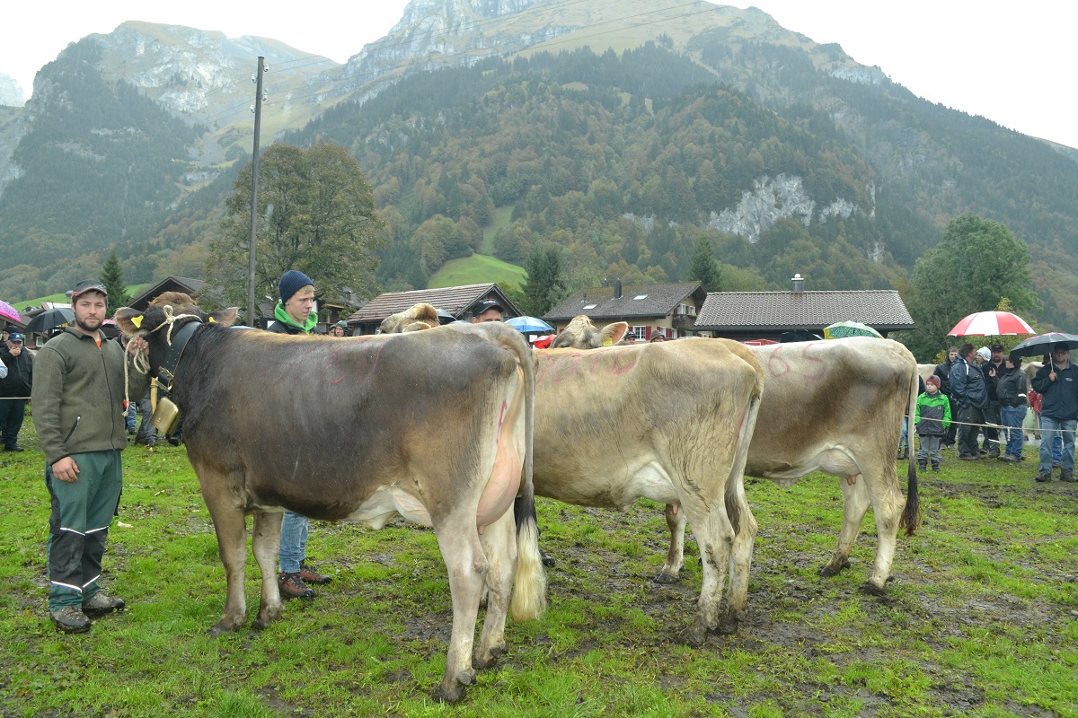 Kühe in der ersten Laktation im Schöneuter Wettbewerb