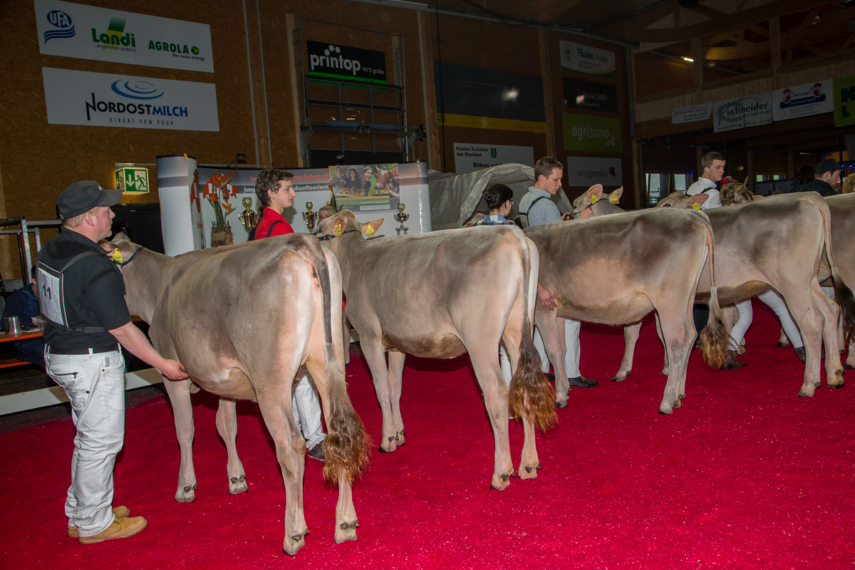 Abt.1 1.Rang Nescardo JELINA von Markus von Ah 2.Rang Ippo INKA von Severin Allemann 3.Rang Jongleur JU LYN von Sabina Arnold