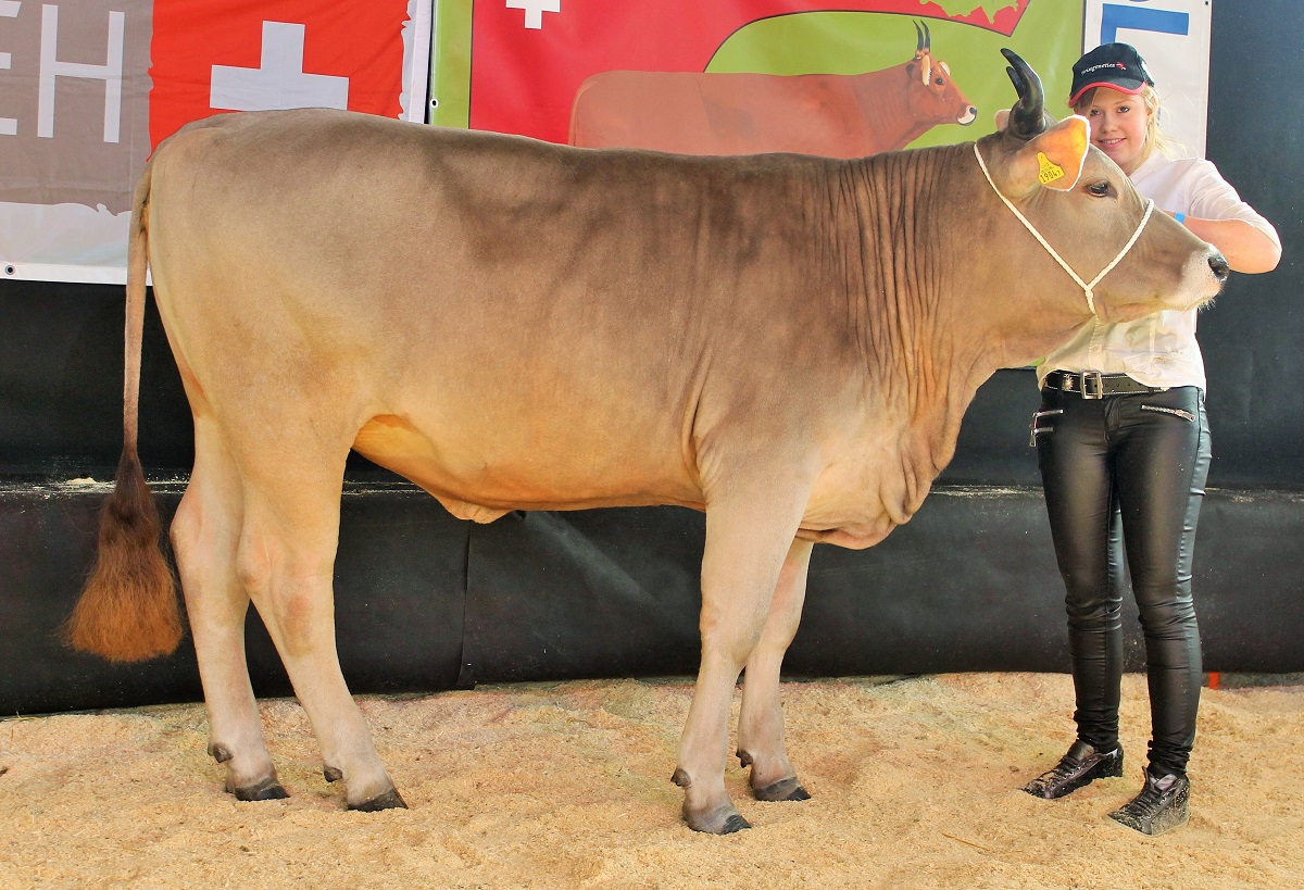 SOREXPO 2016: Roos OB Vero VERONA mit doppeltem Triumph – Vieh aus der ...