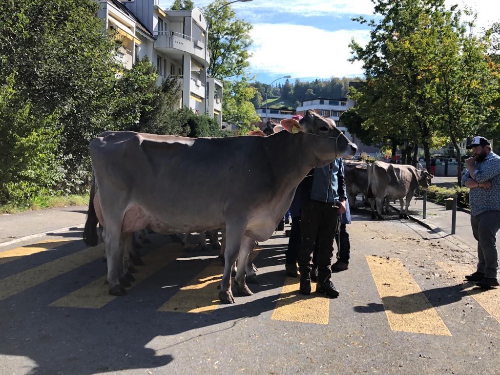 Braunviehschau Stadt Kriens 2021