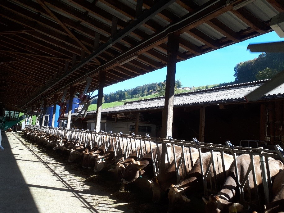 Kühe Matthias Arnold