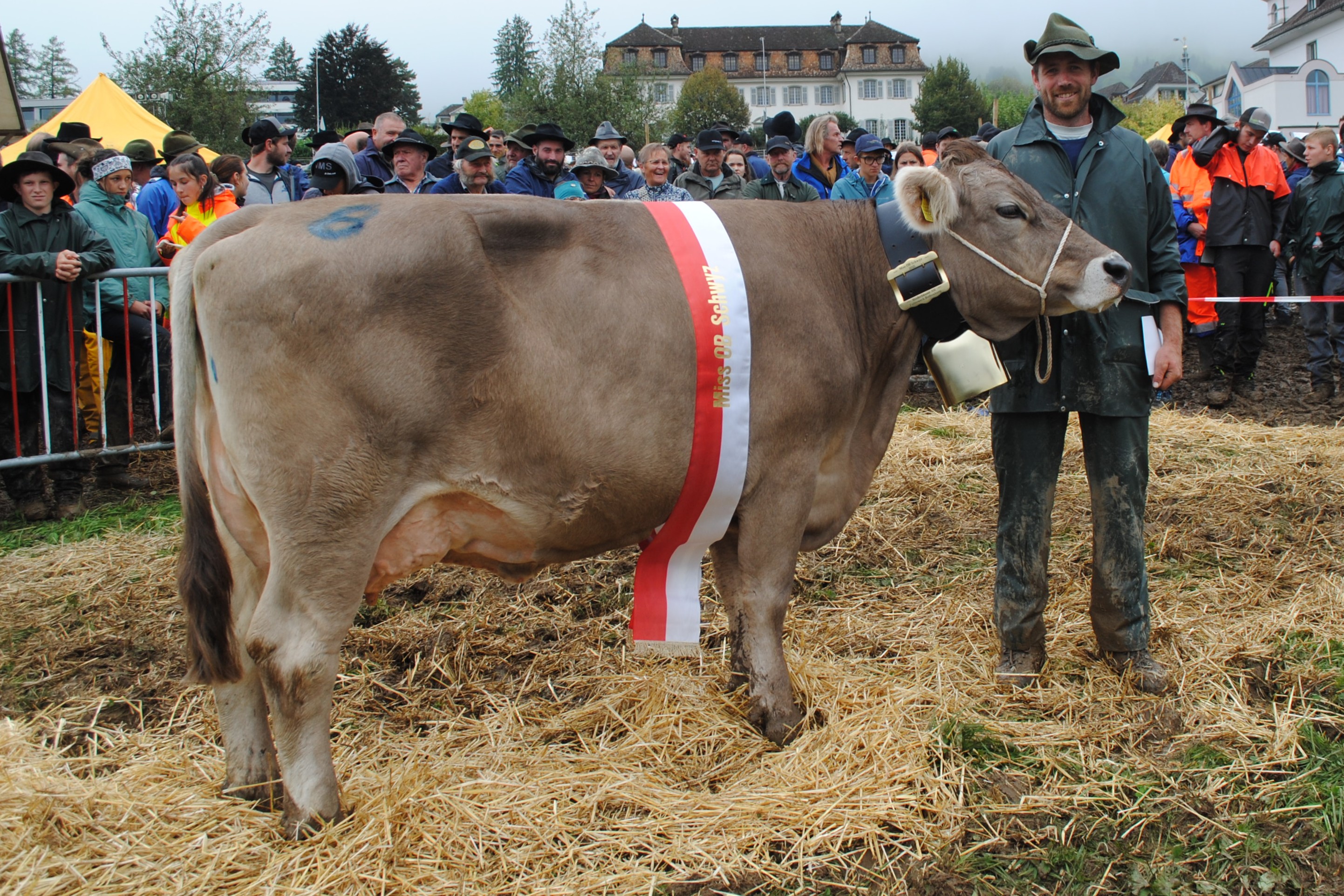 Alles zur Bezirksviehausstellung Schwyz 2025