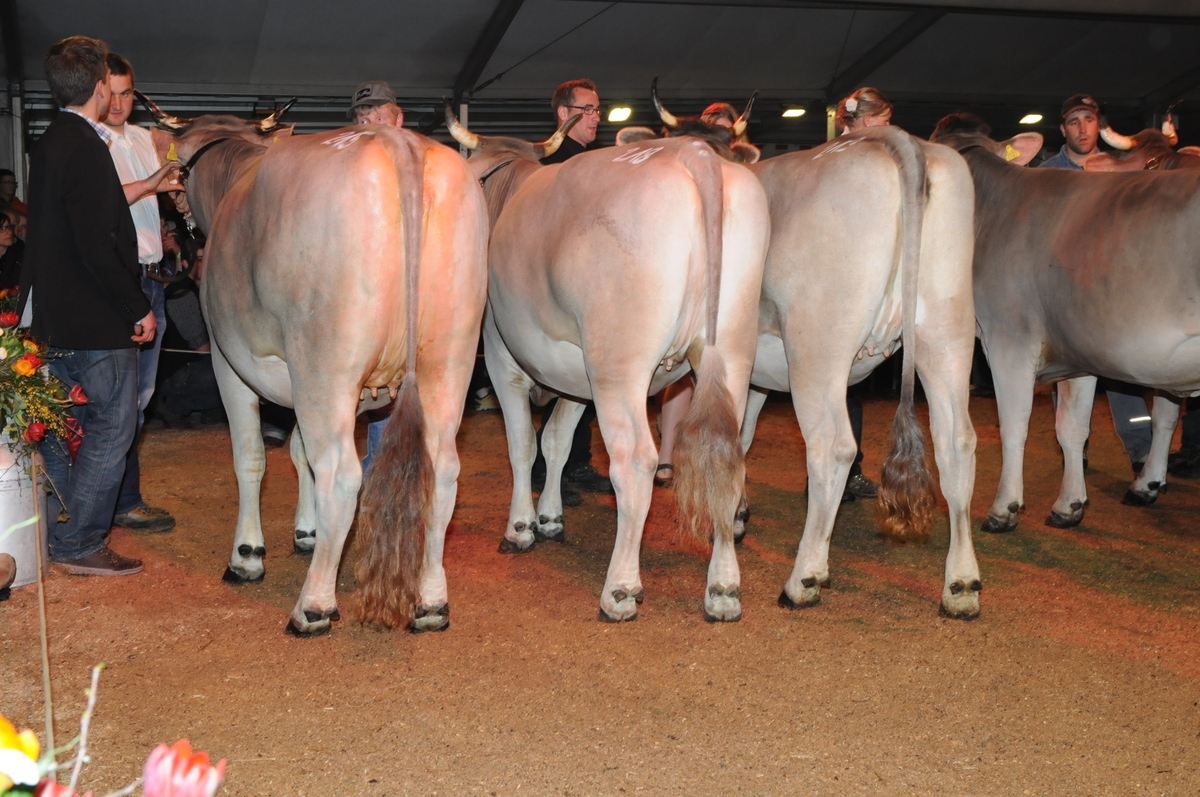 Abt. 2. OB Rinder ältere 1- 3 Rang DSC 6894