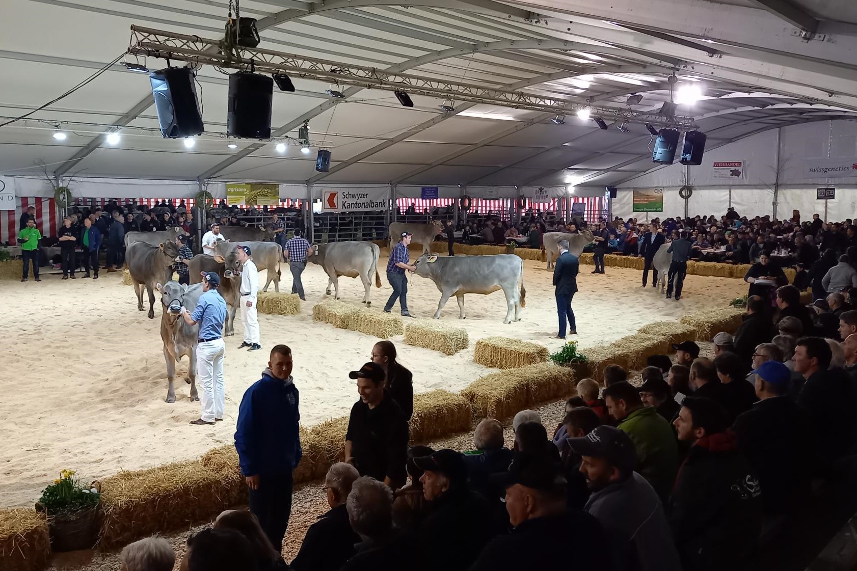 Schwyzer Eliteschau 2023