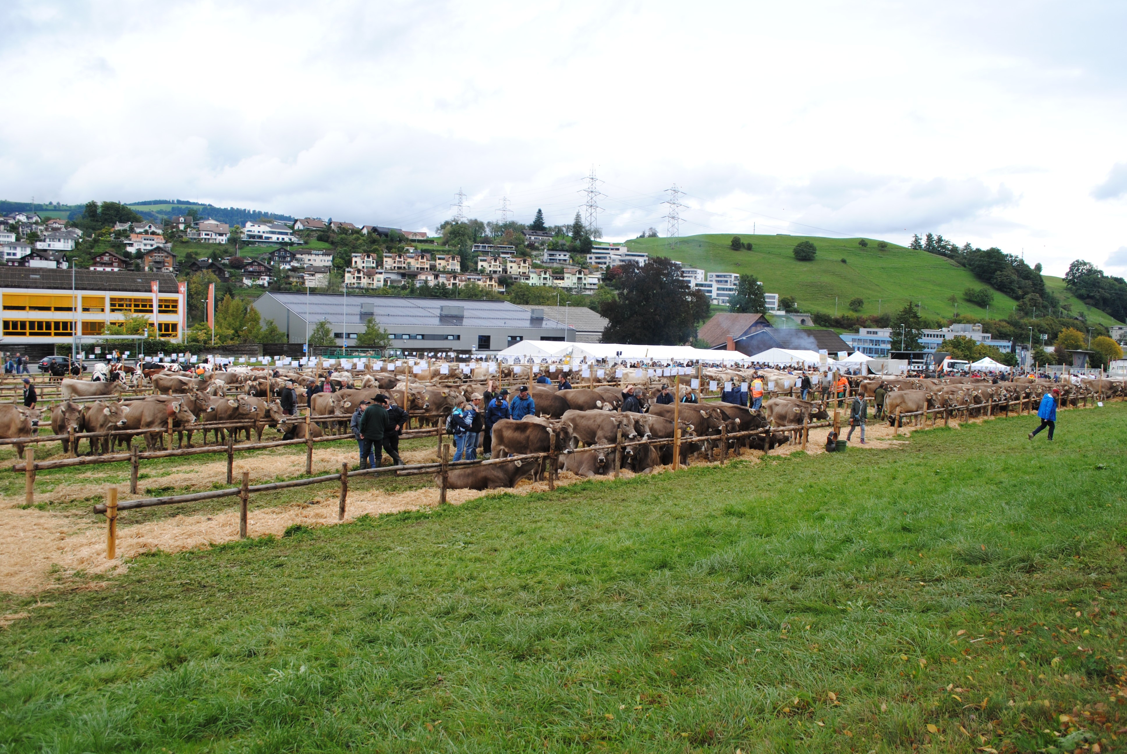 Viehausstellung Küssnacht 2025