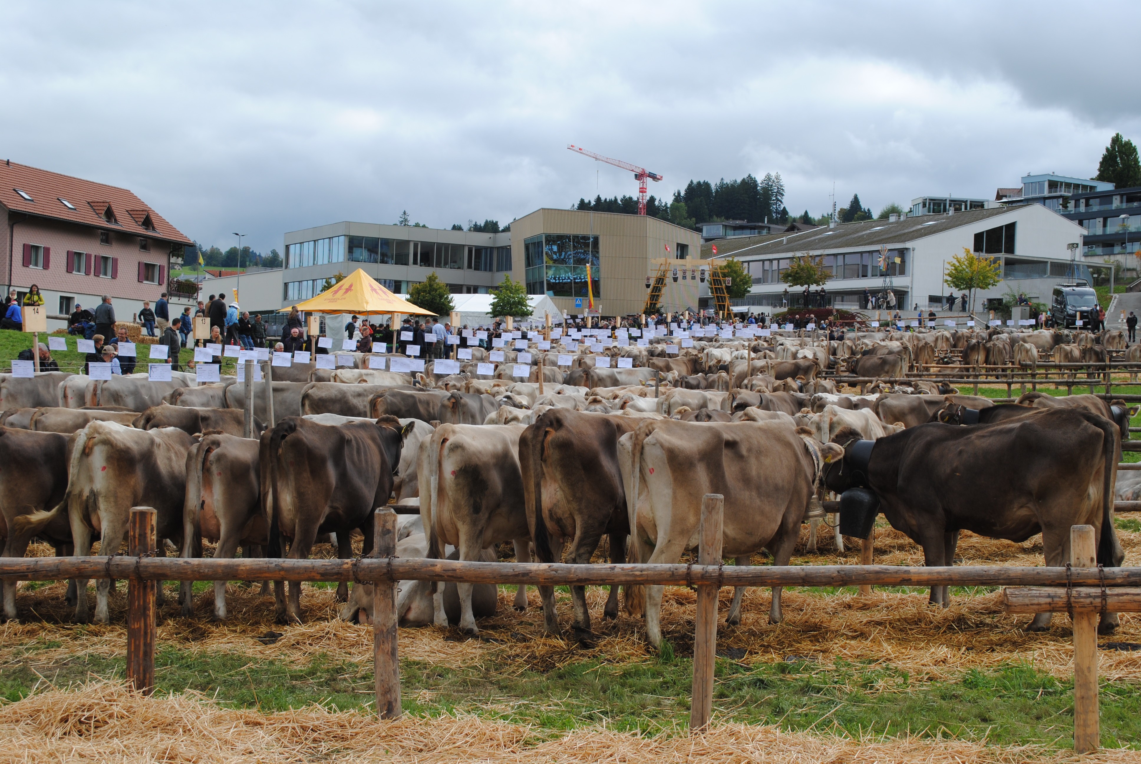 Bezirksviehschau Höfe, Schindellegi 2025