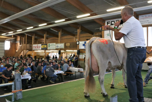 Nutz- & Zuchtviehauktion Rothenthurm