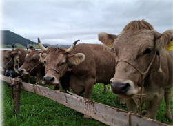 Rangliste Viehschau Ybrig 2025