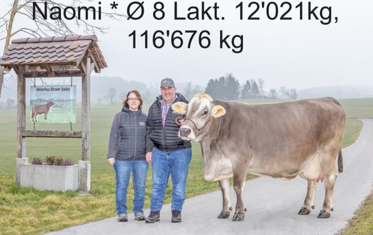 Kuh des Monats, an der Luga zu bestaunen