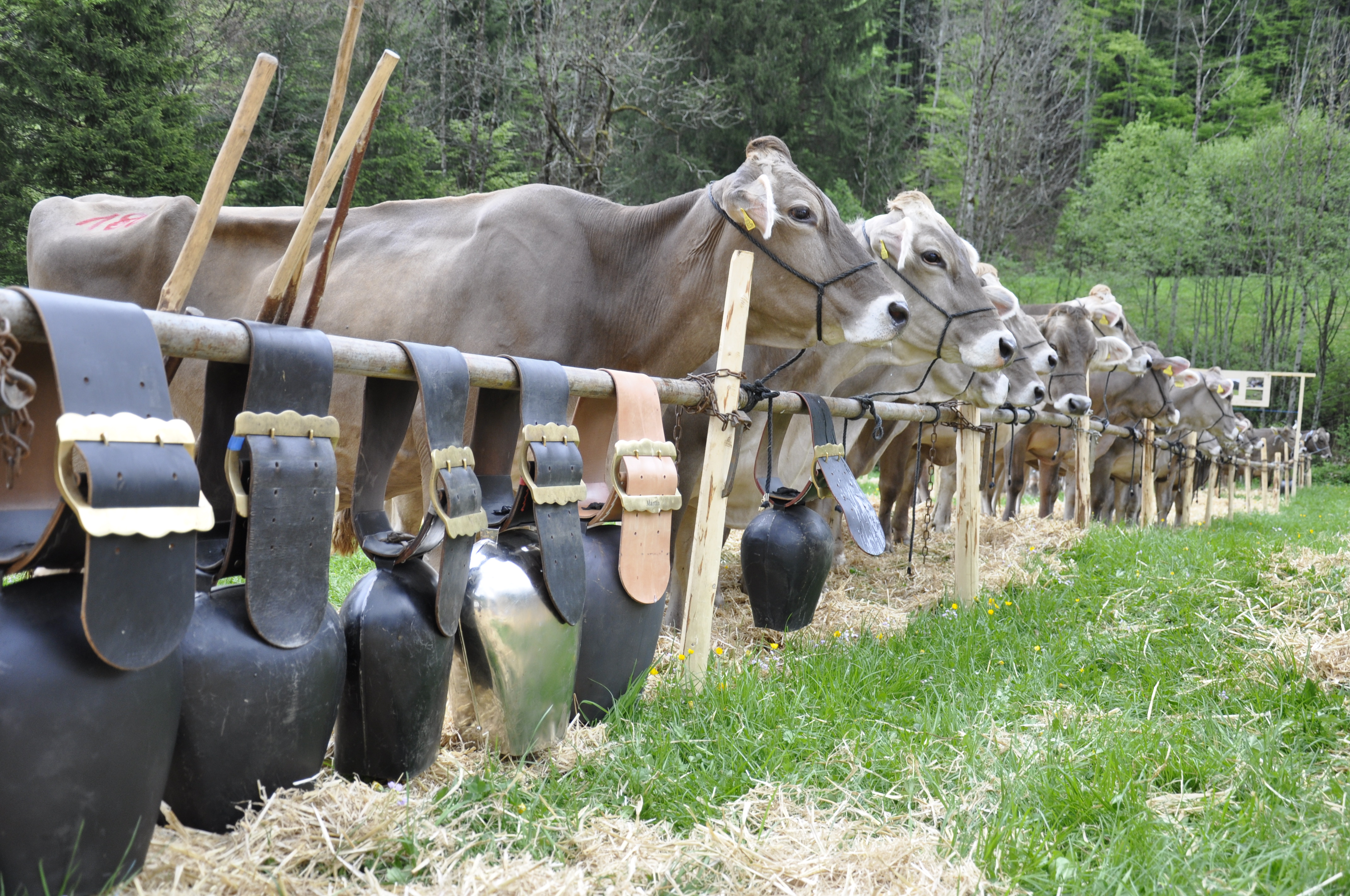 Jubiläumsschau 100 Jahre BVZV Isenthal-Urirotstock
