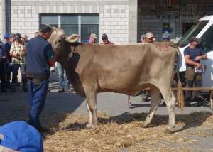 cadence lisa von thoeni werner innertkirchen