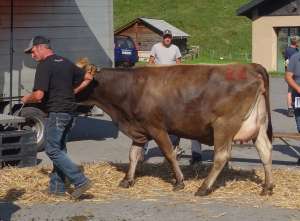 huge jamaica von kuechler christoph kaegiswil