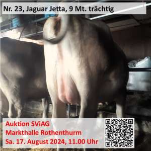 nr. jaguar jetta