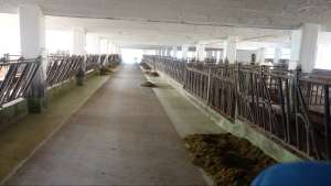 frueherwurde noch gemolken heute charolais