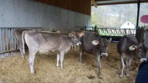 jaehrlinge betrieb gebr. la torre olzeri