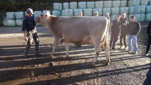 v bender 1.l mit alpung