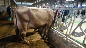 v havana p 91 eu 94 8742 5.16 .8