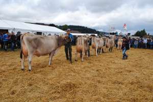 schoeneuterwahlen aeltere kuehe