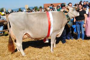 miss hoefe phil phoenix armin schatt feusisberg