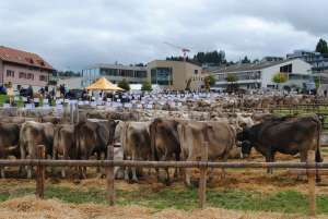 schauplatz schindellegi