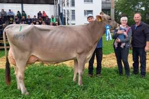 schoeneuter mittlere dardevil bonanza fam. diethelm tuggen