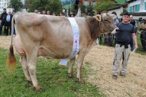 schoeneuter mittlere glenwood gabi gg platenbach muotathal