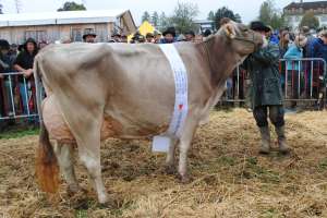 bv schoeneuter aeltere kuehe glennwood gabi gg plattenbach