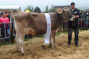 bv schoeneuter juengere kuehe  lockdown lola pascal reichlin steinerberg