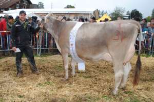 bv schoeneuter mittlere kuehe huge barby bruno kaelin steinen