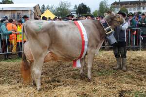 miss schwyz glennwood gabi gg plattenbach muotathal