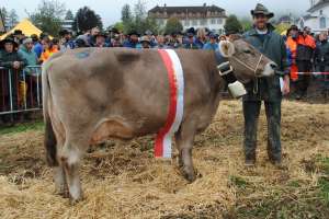 miss schwyz ob wenger wolga bzg strueby pfyl schwyz