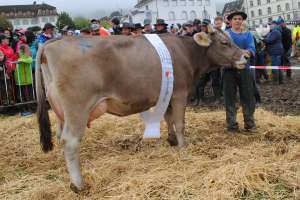 ob schoeneuter aeltere kuehe orbiter orania linus camenzind gersau