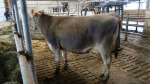 albinger bio v barca  