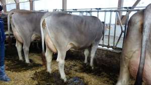 li v cadence casanova re aus der antonovfamilie