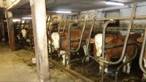 rinder liegen am fressplatz