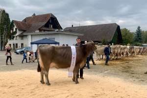champion kuehe