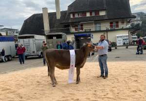 champion rinder