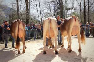  4  schoeneuter bs 1.lakt.  v.l.  owen ottawa  2.  owen odessa  1.  adee roxie . 