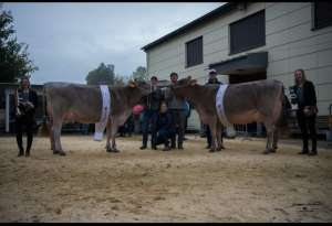 grand champion bs salomon sina  felder franz   pascal marbach