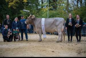 grand champion ob harlei holdria  stalder rene hasle