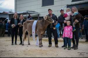 rinderchampion ob arcas flura  duss martin entlebuch