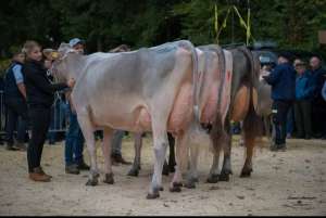 schoeneuter 2.  . lakt. bs superstar yasmin  felder franz   pascal marbach